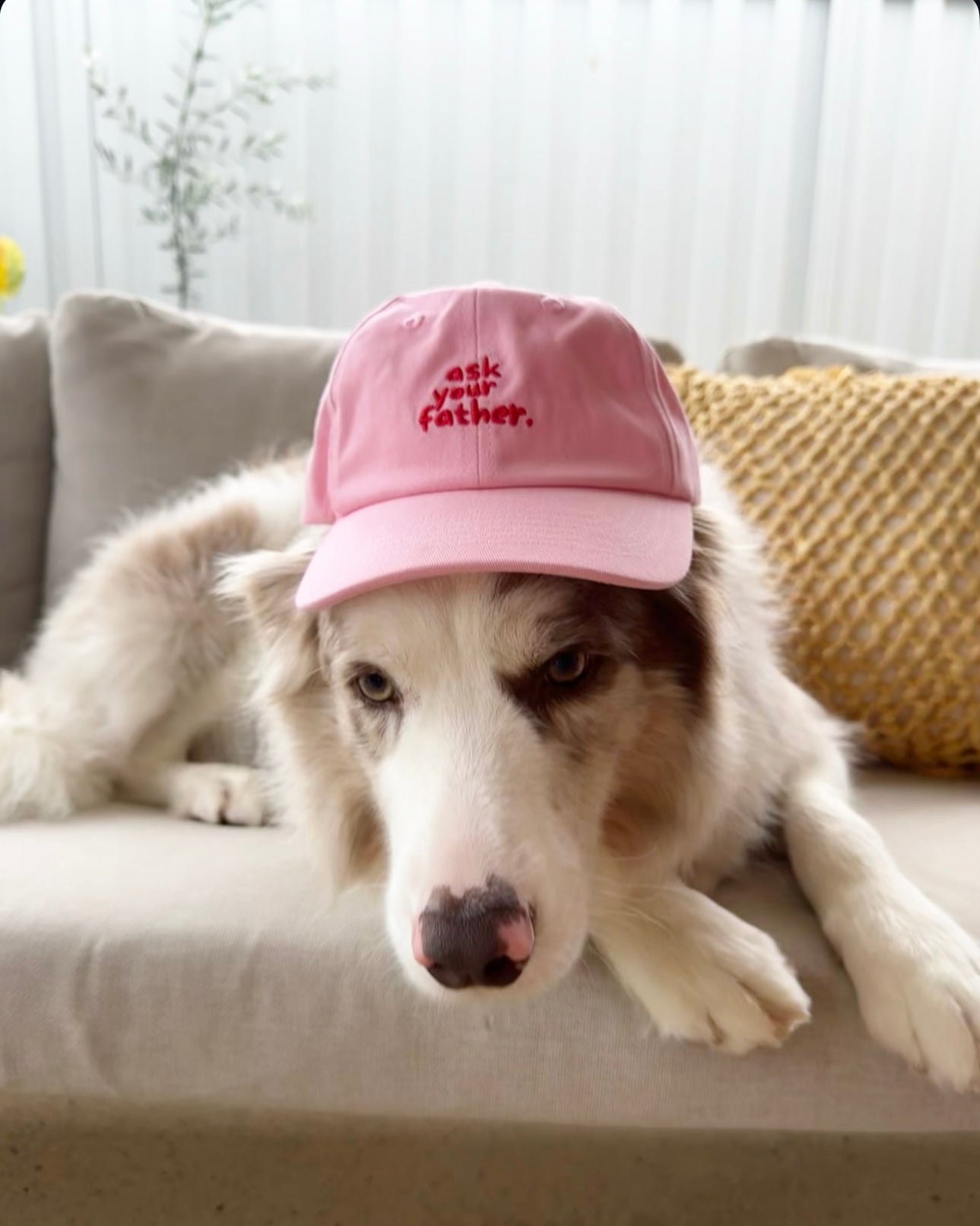 Ask Your Father Cap in Pink | Kids